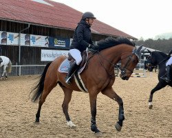 jumper Star van't Veldeken (Belgian Warmblood, 2018, from Lavallino Ter Klomp)