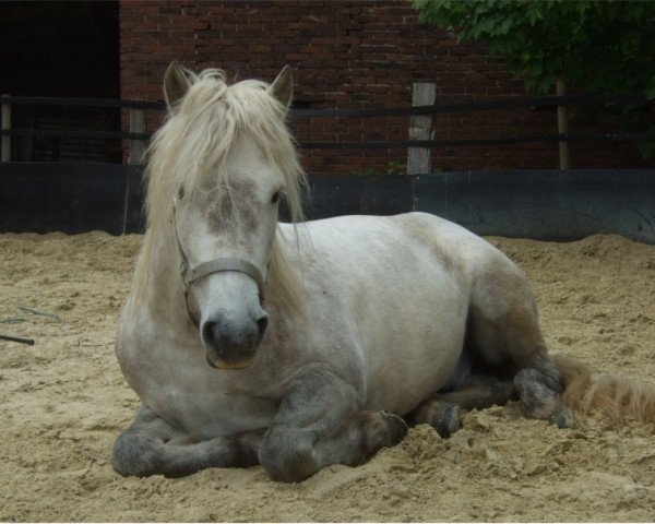 Pferd Quarteto Rhedebrügge (Camargue-Pferd, 2004, von Grue Blanc)