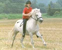 dressage horse Joual (Camargue-Pferd, 1997, from Mars)