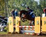 jumper Campari (Oldenburg show jumper, 2017, from Casalido)