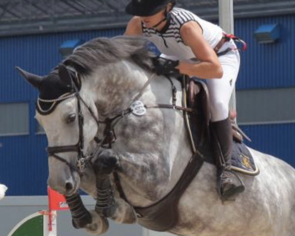 Springpferd Gran Valentina (Anglo Europäisches Sportpferd, 2013, von Grandino Csg)