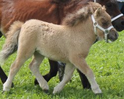 Pferd Jette von der Nienburg (Shetland Pony (unter 87 cm), 2013)