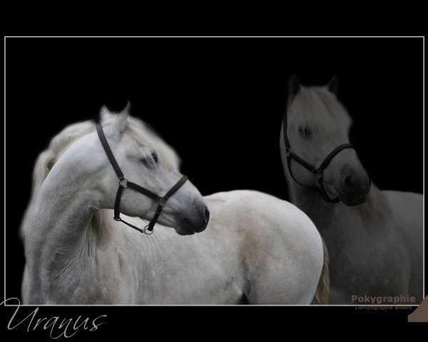 stallion Uranus d'Issel (Camargue horse, 2008, from Jauvas)