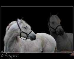 stallion Uranus d'Issel (Camargue horse, 2008, from Jauvas)