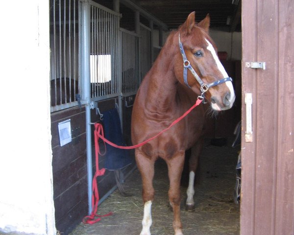 Pferd Graziano 92 (Zweibrücker, 1997, von Gepard)