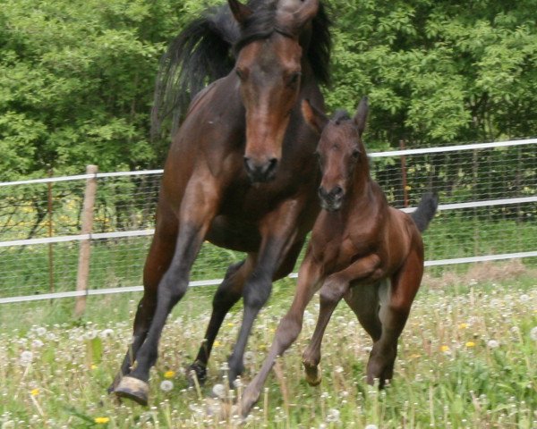 broodmare Taby (Anglo-Arabs, 2002, from Dancing Fred xx)