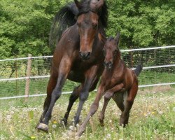 Zuchtstute Taby (Anglo-Araber, 2002, von Dancing Fred xx)