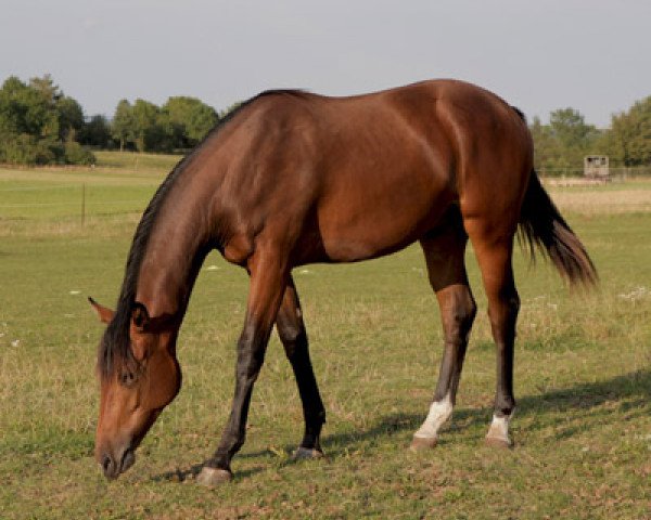 horse Delzo (Oldenburg, 2011, from Danelzo Z)
