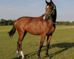 broodmare Surprice Like Stella Hb (Oldenburg, 2011, from Surprice)