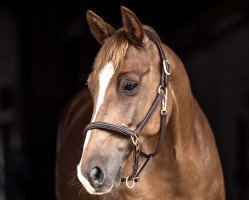 jumper Mien Seuten (German Riding Pony, 2009, from Memphis)