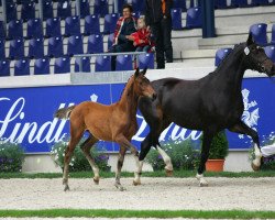 broodmare Fairlight R.B. (Rhinelander, 2006, from Fidertanz)