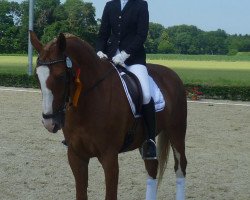 dressage horse Gremlin 28 (Westphalian, 1998, from Gralserbe)