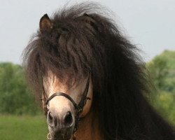 stallion Frosti fra Heidi (Iceland Horse, 1994, from Elrir frá Heiði)