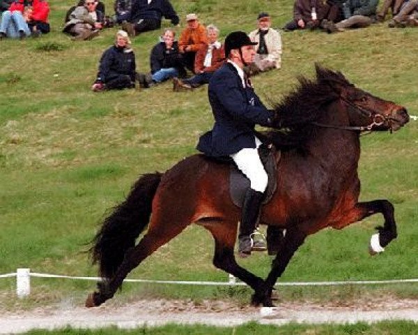 Deckhengst Elrir frá Heiði (Islandpferd, 1990, von Hrafn frá Holtsmúla)