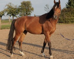 jumper Lombard 198 (Oldenburg show jumper, 2009, from Hh Linton)