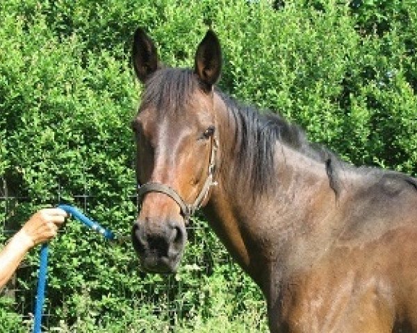 Pferd Sharon Broline (Deutscher Traber, 1992, von Going Broline (US))