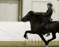 horse Eskill frá Lindarbæ (Iceland Horse,  , from Orri frá Þúfu i Landeyjum)