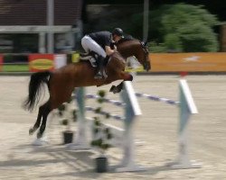 jumper Boombastic H (Oldenburg show jumper, 2012, from Balou du Rouet)