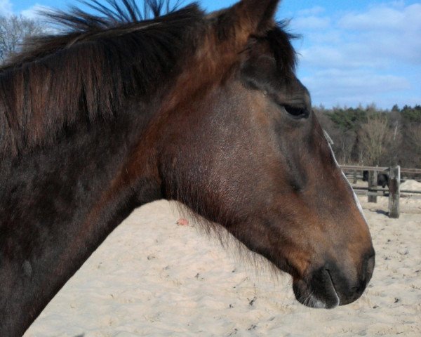 broodmare Ruby 39 (Hanoverian, 2008, from Rotspon)