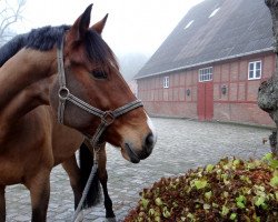 Springpferd Hippo's Luc Skywalker (Mecklenburger, 2007, von Landrover)