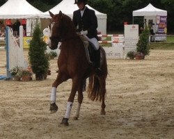 dressage horse Belle Luna (Westphalian, 2009, from Basic)