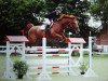 jumper Tecki (Hanoverian, 2000, from Teck la Cense)