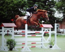 jumper Tecki (Hanoverian, 2000, from Teck la Cense)