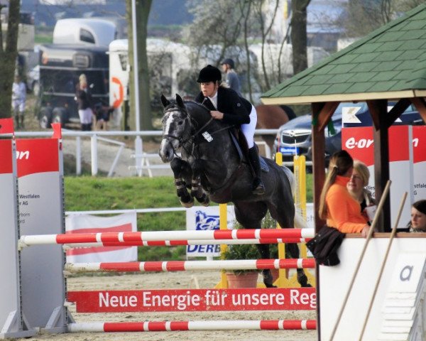 Zuchtstute Cheerio Miss Sophie 2 (Holsteiner, 2008, von Canturo)