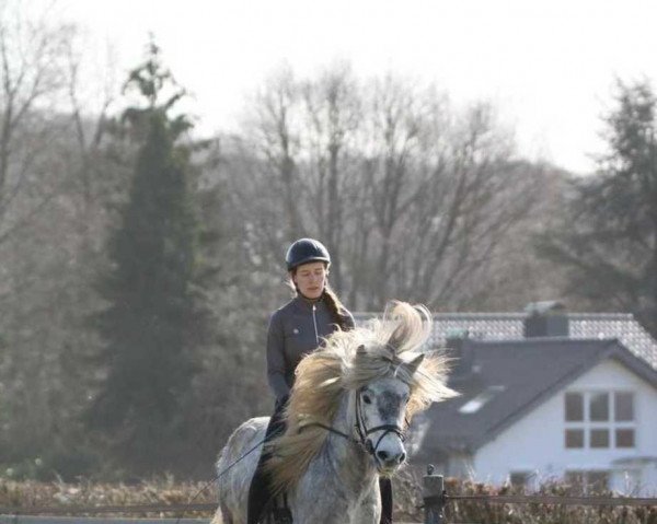 Pferd Kláki von Aegidienberg (Islandpferd, 2017, von Boreas frá Breuerson)