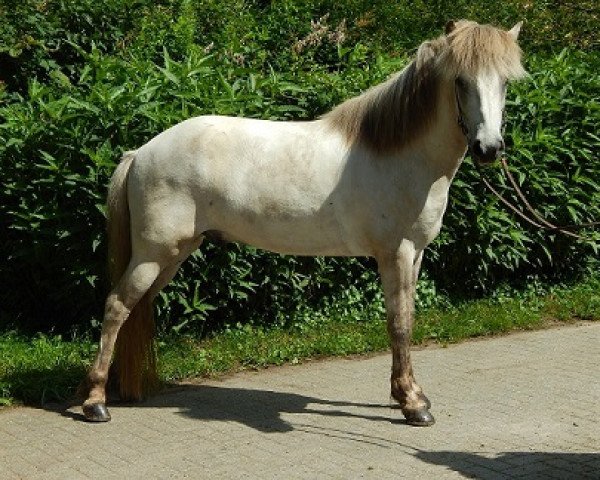 horse Huginn van de Logtenburg (Iceland Horse, 2009, from Boreas frá Breuerson)