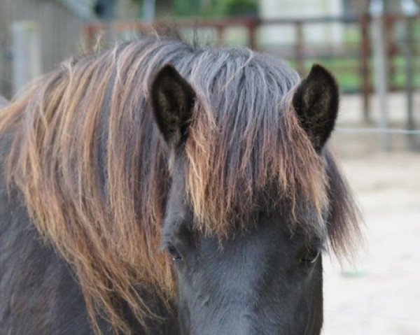 Pferd Óskadís frá Smáhúsum (Islandpferd,  , von Gauti fra Reykjavik)