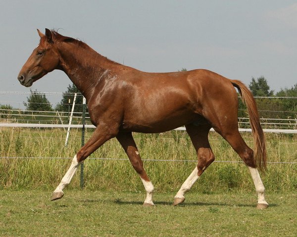 dressage horse Don Rubin (Rhinelander, 2010, from Donquestador)