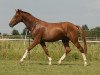 dressage horse Don Rubin (Rhinelander, 2010, from Donquestador)