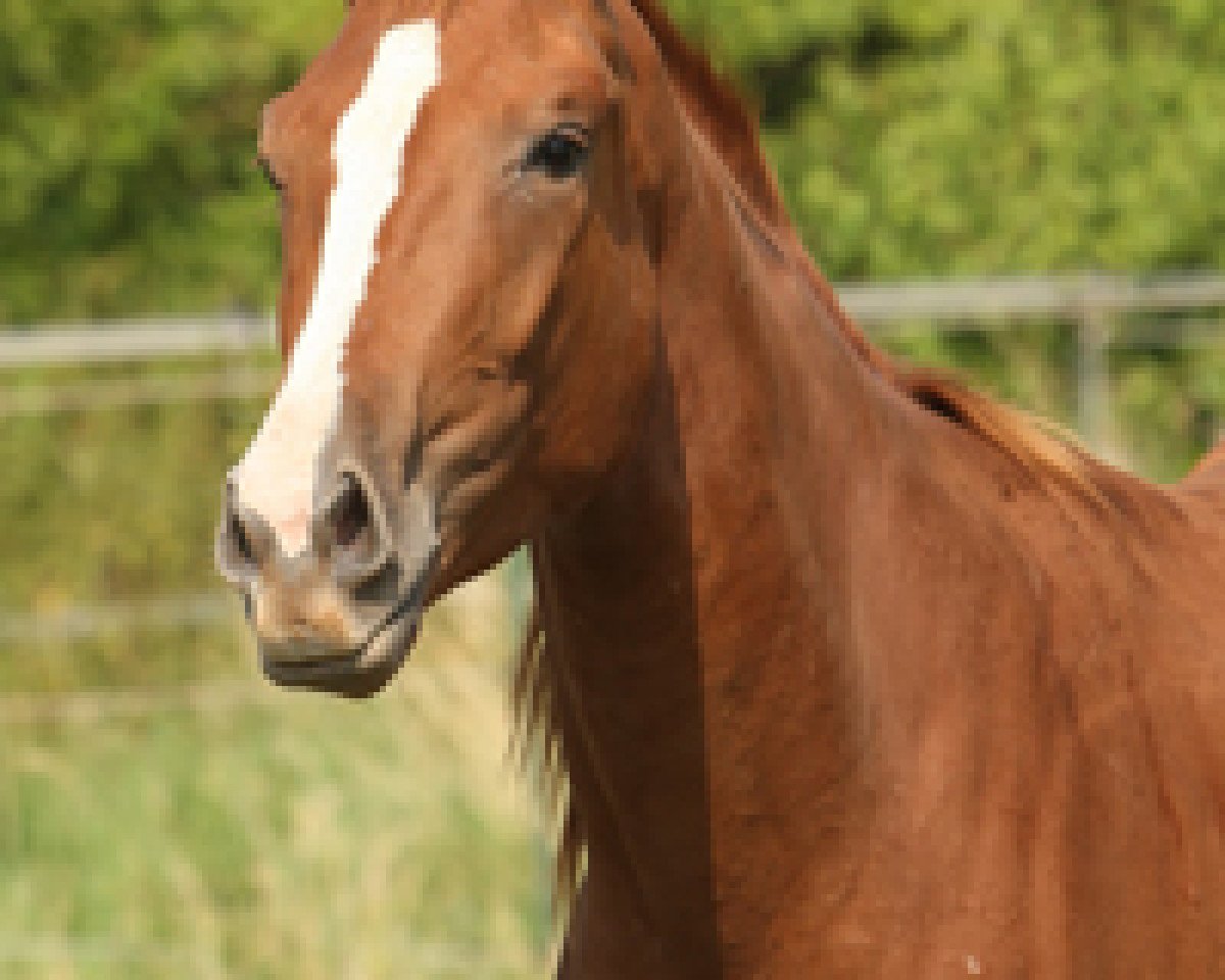 dressage horse Zora (Rhinelander, 2010, from Zack)