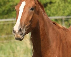 dressage horse Zora (Rhinelander, 2010, from Zack)