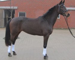 dressage horse Sissi (Rheinländer, 2009, from Sarkozy 3)