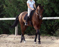 broodmare Amica Mea (Westphalian, 2002, from Akribori)