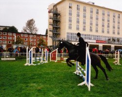 Pferd Toskana (Oldenburger, 1988, von Titus)