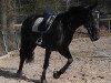 dressage horse Sombra de la Luna (Oldenburg, 2010, from Detroit)