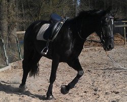 dressage horse Sombra de la Luna (Oldenburg, 2010, from Detroit)