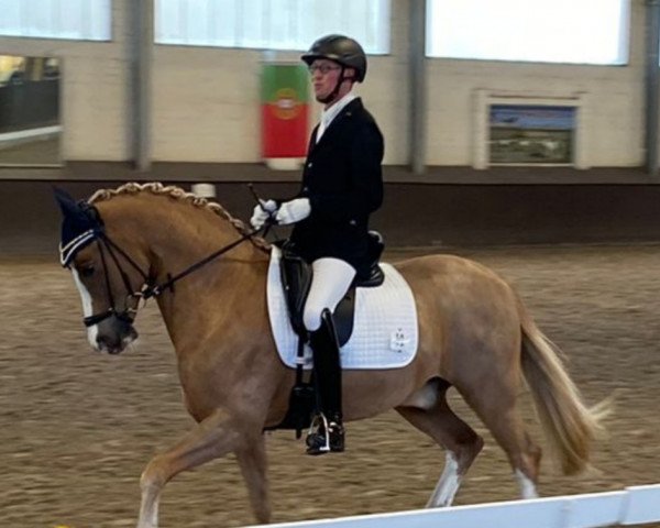 stallion Delta Star AT (German Riding Pony, 2017, from Dresscode AT)