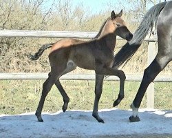 Dressurpferd Sweet chocolate Kiss (Oldenburger, 2022, von Vivaldon)