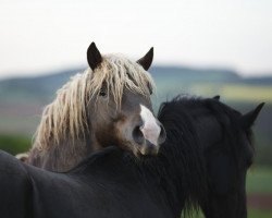 stallion Robben (Black Forest Horse, 2010, from Ravel)