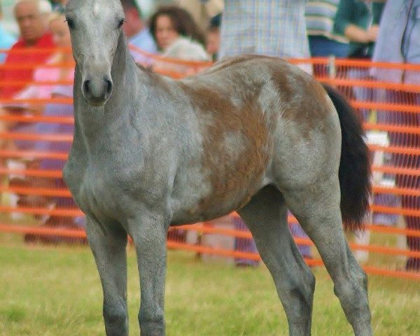 broodmare C'est Cara P (Rhinelander, 2013, from Chirivell)