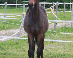 dressage horse So Happy Girl (Oldenburger, 2011, from C-Son of Sexy Eyes)