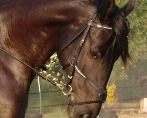 jumper Canei (KWPN (Royal Dutch Sporthorse), 2006, from Castello)