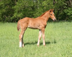 broodmare Benicia (Hanoverian, 2013, from Callaho's Benicio)