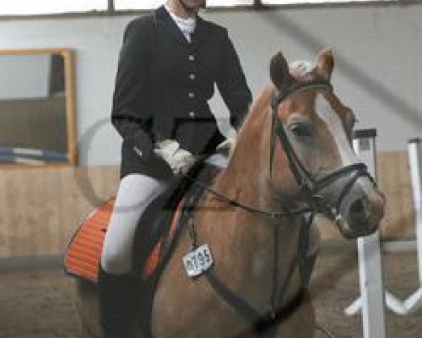 Pferd Nibo (Haflinger, 2006, von Nokia)