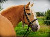 dressage horse Merlin 1345 (Haflinger, 2000, from Magnum)