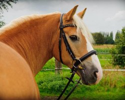 dressage horse Merlin 1345 (Haflinger, 2000, from Magnum)